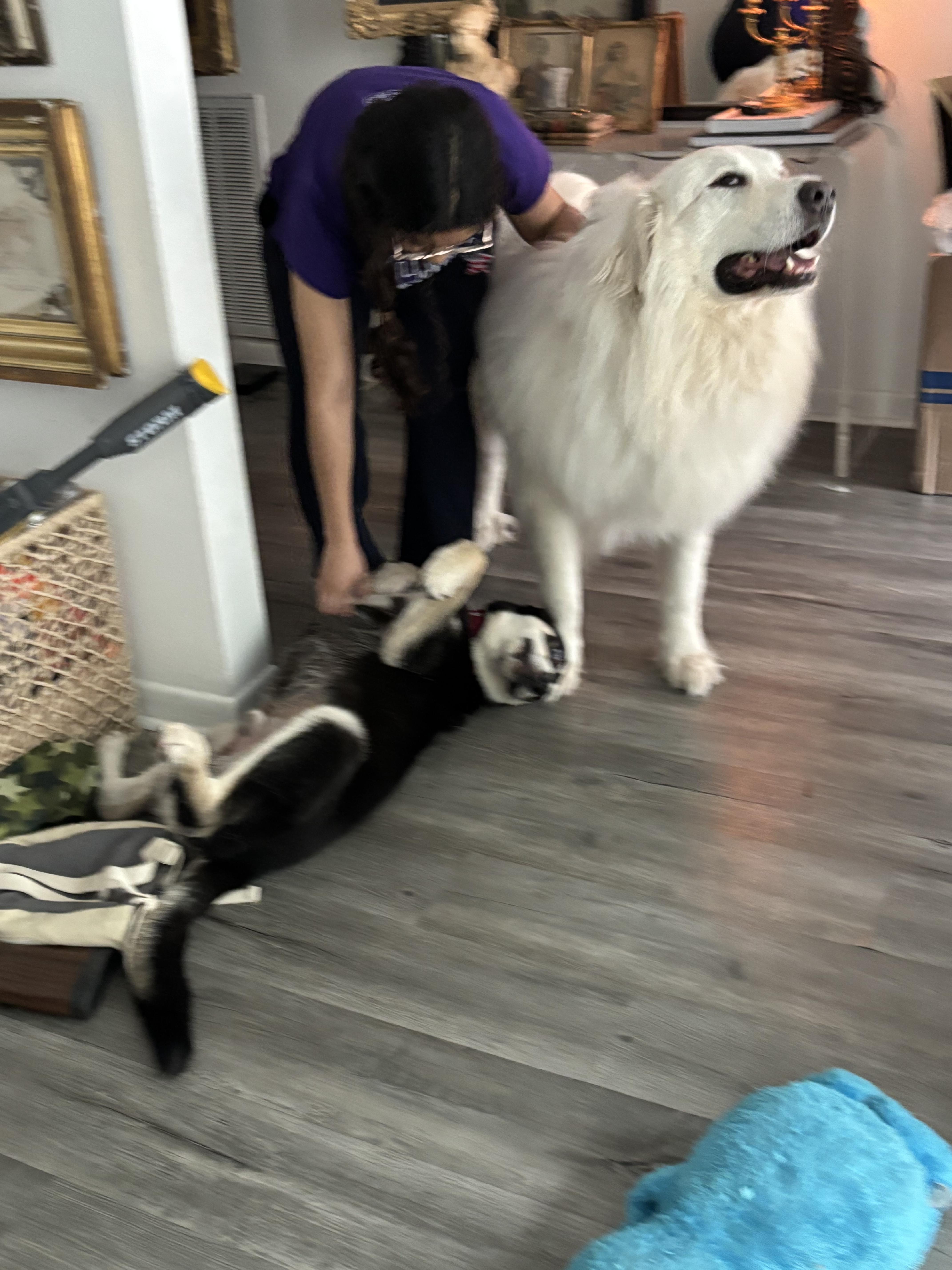 Enlarge Alfie, a Adoptable mixed breed in Springfield , IL image 5/5