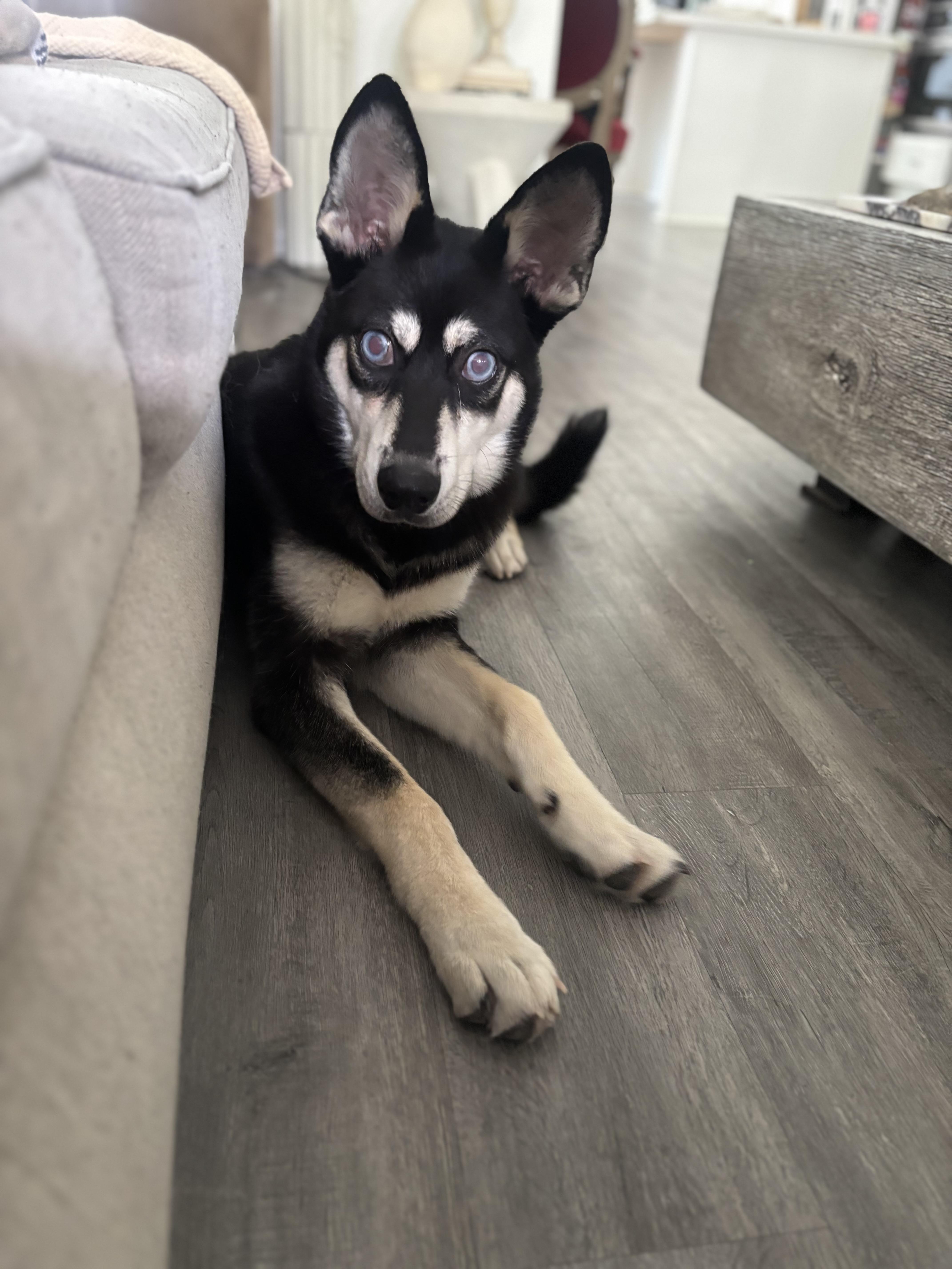 Enlarge Alfie, a Adoptable mixed breed in Springfield , IL image 4/5