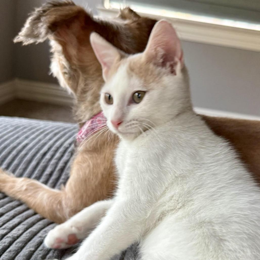 Larry, Adoptable, Kitten Male Domestic Short Hair.