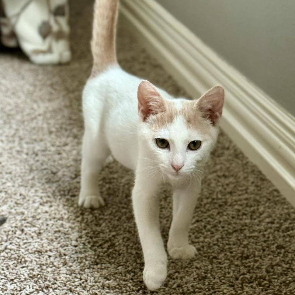 Enlarge Larry, a Adoptable Domestic Short Hair in Houston, TX image 2/6