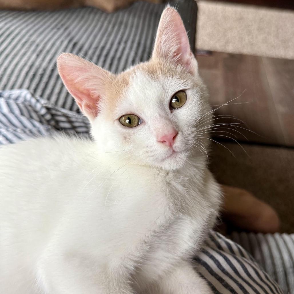 Enlarge Larry, a Adoptable Domestic Short Hair in Houston, TX image 3/6