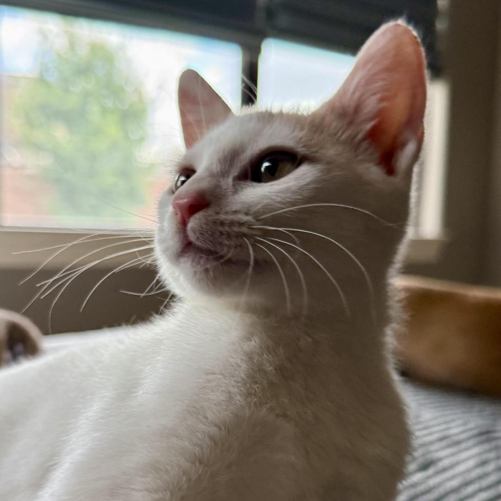 Enlarge Larry, a Adoptable Domestic Short Hair in Houston, TX image 5/6