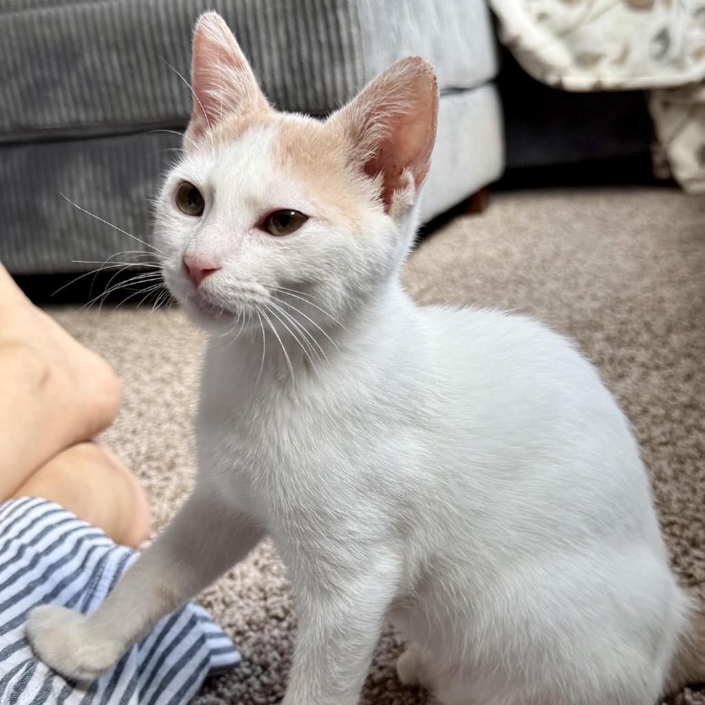 Enlarge Larry, a Adoptable Domestic Short Hair in Houston, TX image 6/6
