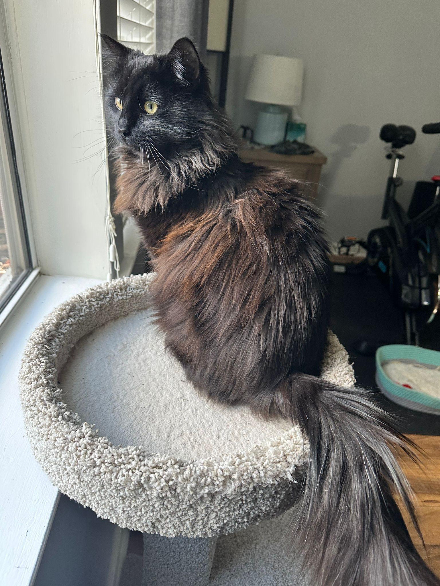 Smokey Joe, ADOPTABLE, Young Male Domestic Long Hair.