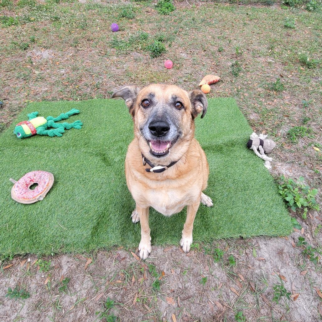 Enlarge Dixie, a Adoptable Mixed Breed in Lake Panasoffkee, FL image 1/6