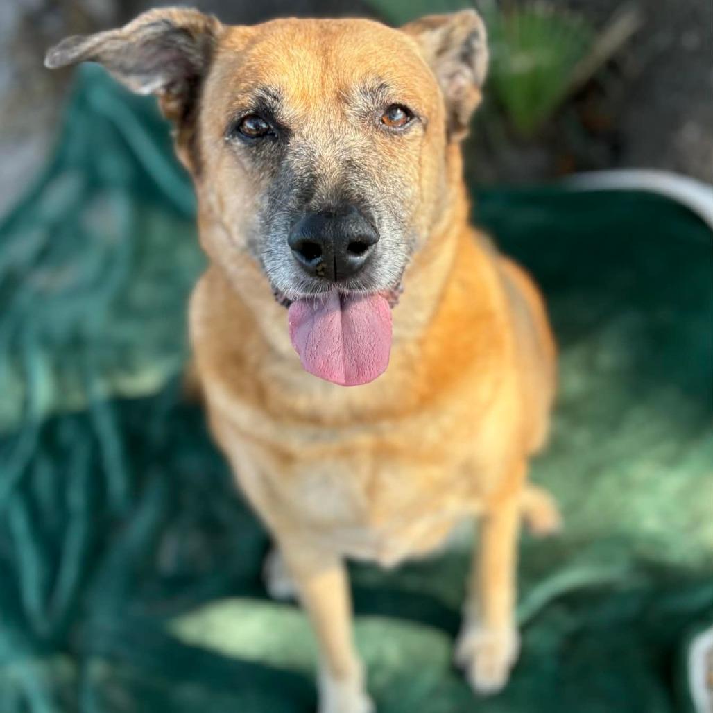 Enlarge Dixie, a Adoptable Mixed Breed in Lake Panasoffkee, FL image 2/6