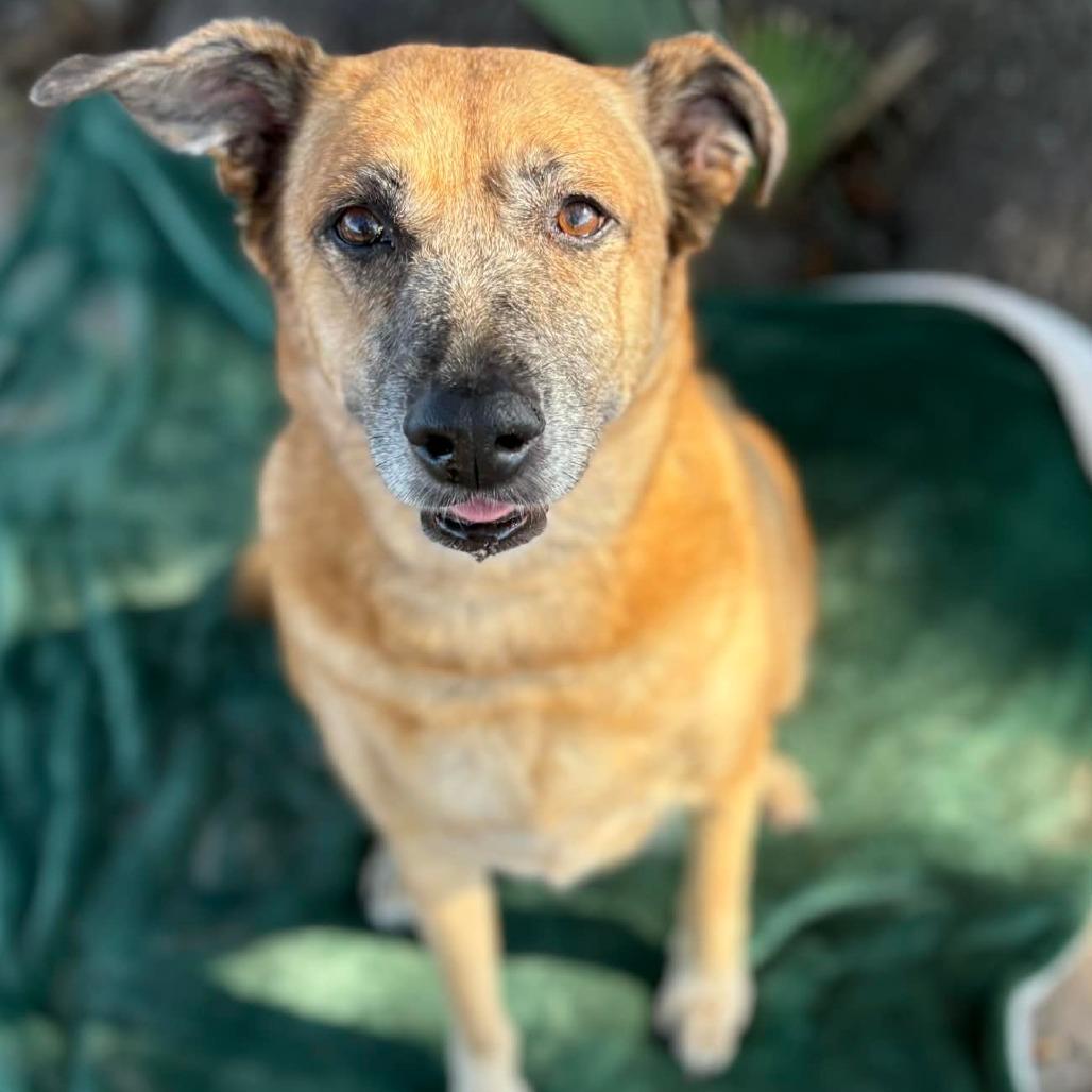 Enlarge Dixie, a Adoptable Mixed Breed in Lake Panasoffkee, FL image 3/6