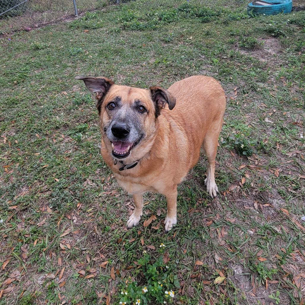 Enlarge Dixie, a Adoptable Mixed Breed in Lake Panasoffkee, FL image 4/6