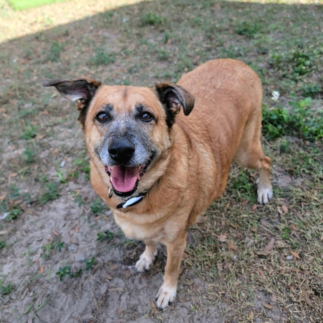 Enlarge Dixie, a Adoptable Mixed Breed in Lake Panasoffkee, FL image 4/6
