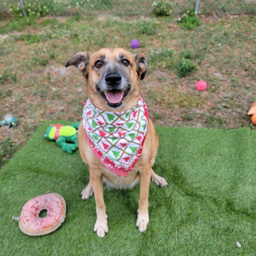 Enlarge Dixie, a Adoptable Mixed Breed in Lake Panasoffkee, FL image 5/6