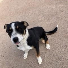 Enlarge Buckley, a Adoptable mixed breed in Bernalillo, NM image 2/4
