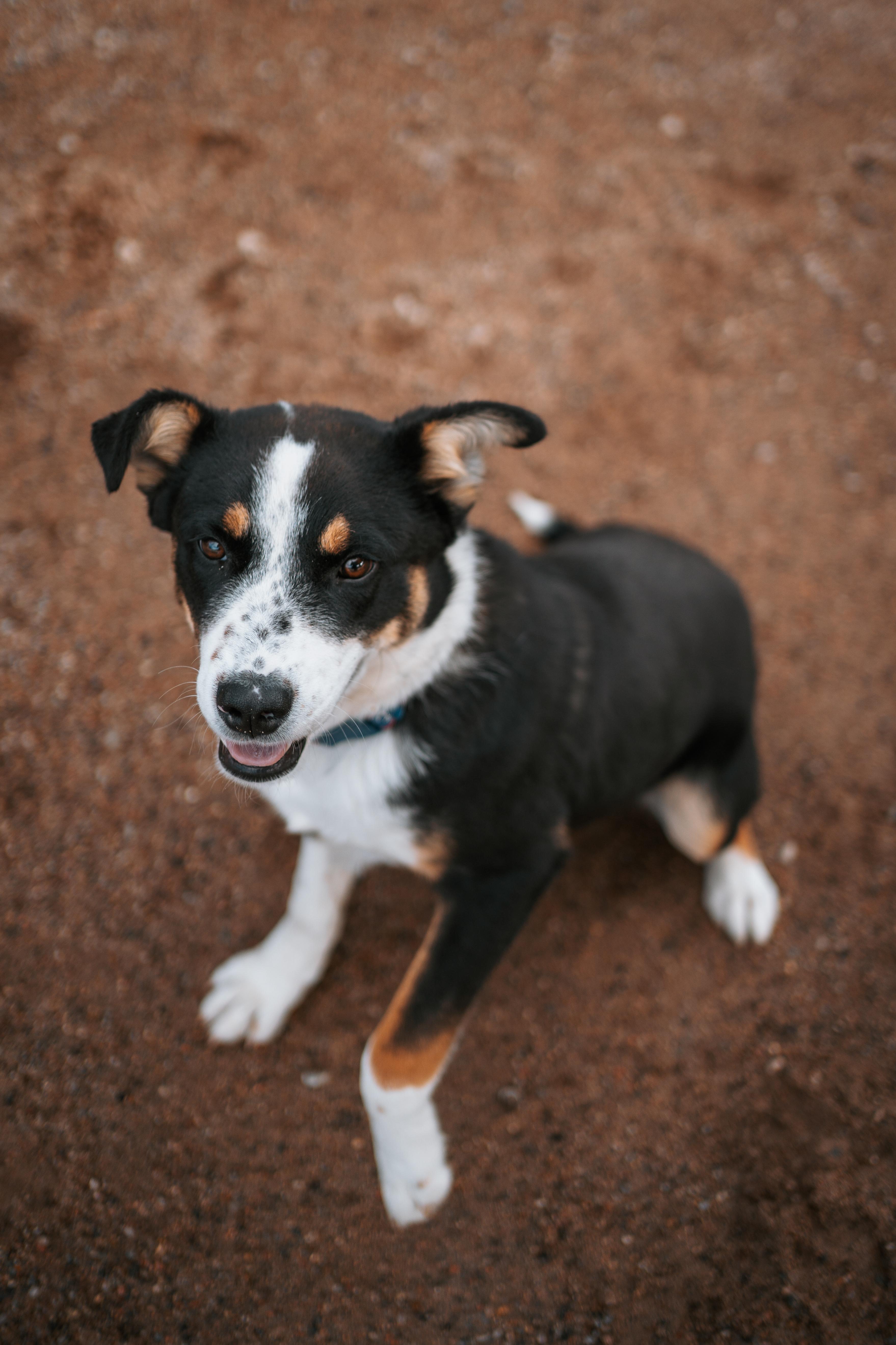 Enlarge Buckley, a Adoptable mixed breed in Bernalillo, NM image 1/4