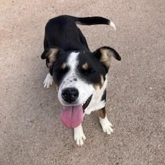 Enlarge Buckley, a Adoptable mixed breed in Bernalillo, NM image 3/4