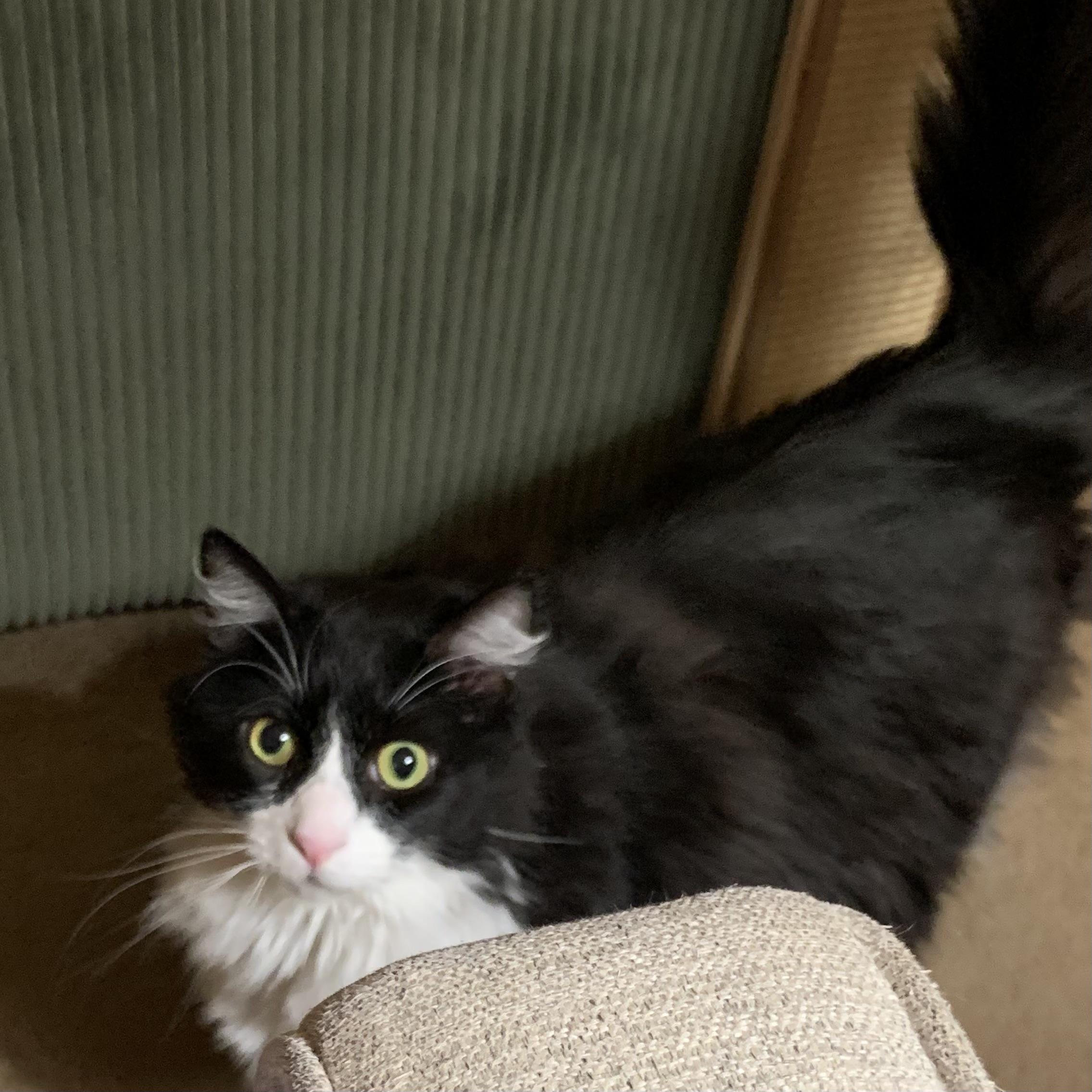 Enlarge Walter, a ADOPTABLE Domestic Short Hair in Bentonville, AR image 5/6