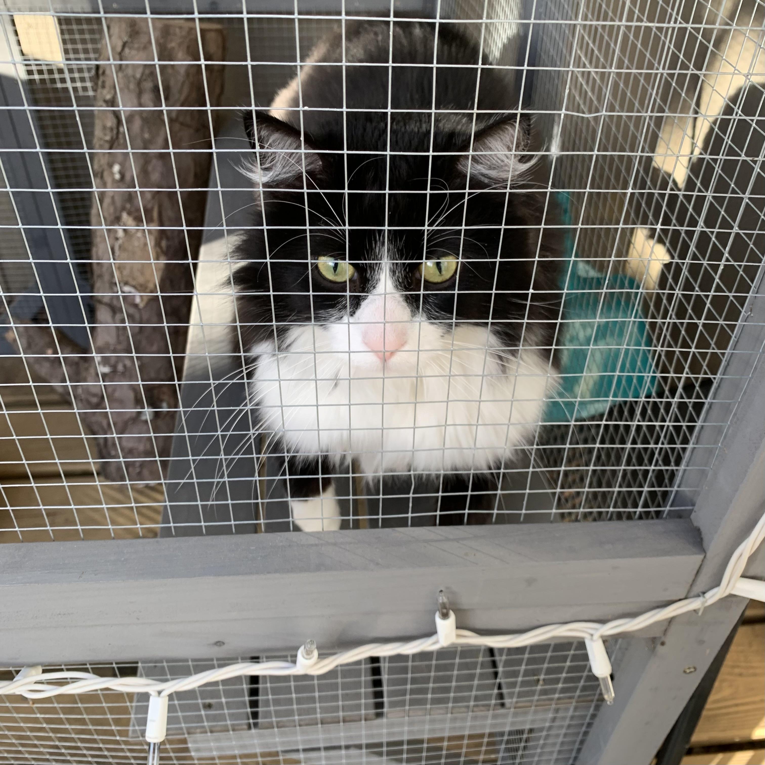 Enlarge Walter, a ADOPTABLE Domestic Short Hair in Bentonville, AR image 2/6