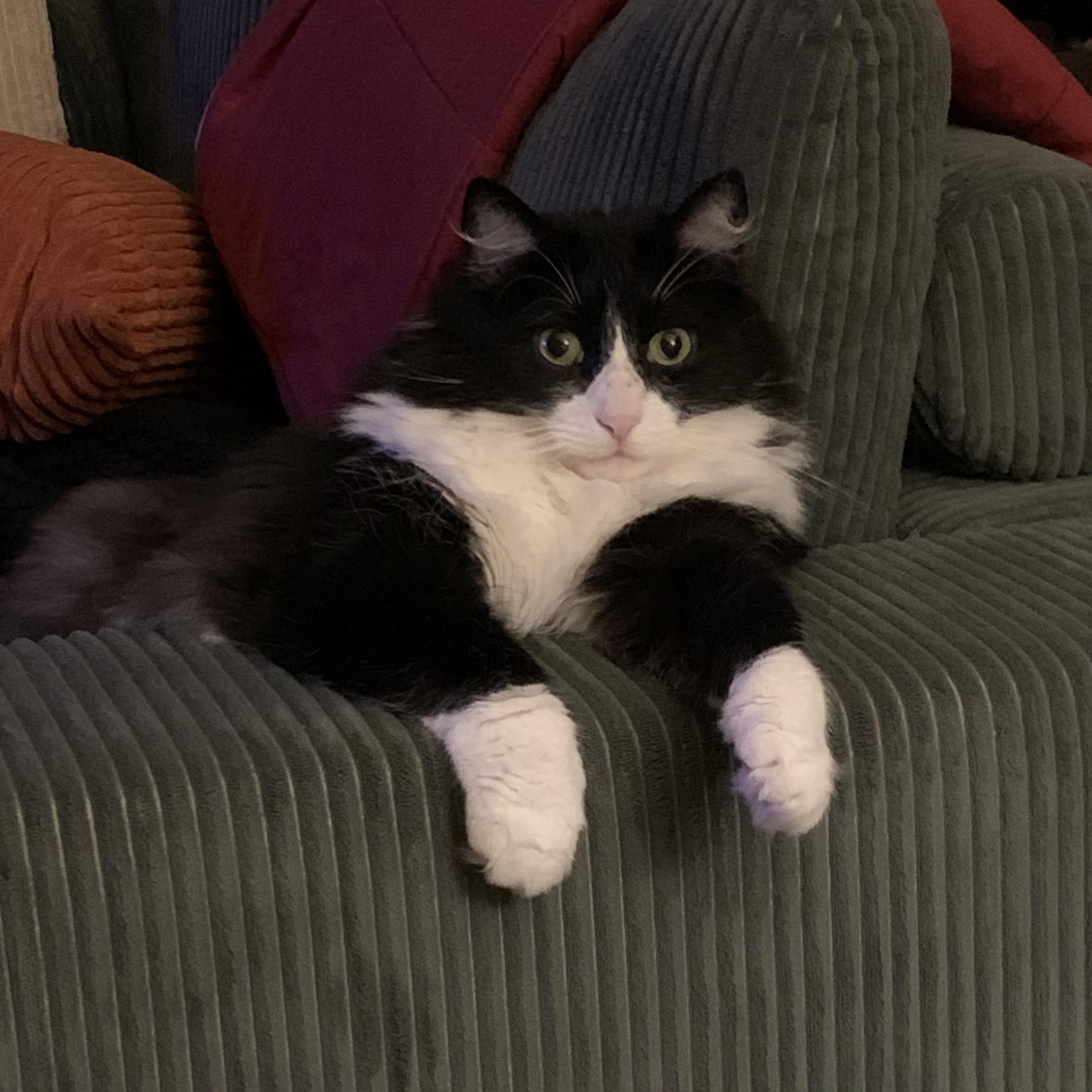 Walter, ADOPTABLE, Adult Male Domestic Short Hair.