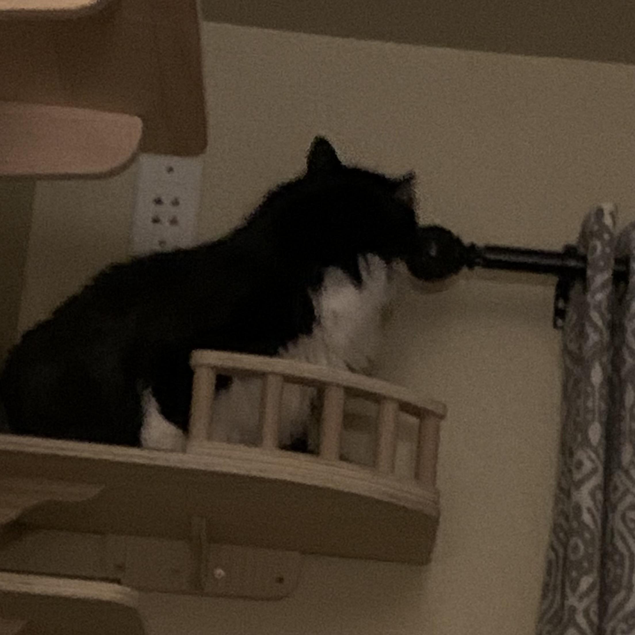 Enlarge Walter, a ADOPTABLE Domestic Short Hair in Bentonville, AR image 3/6