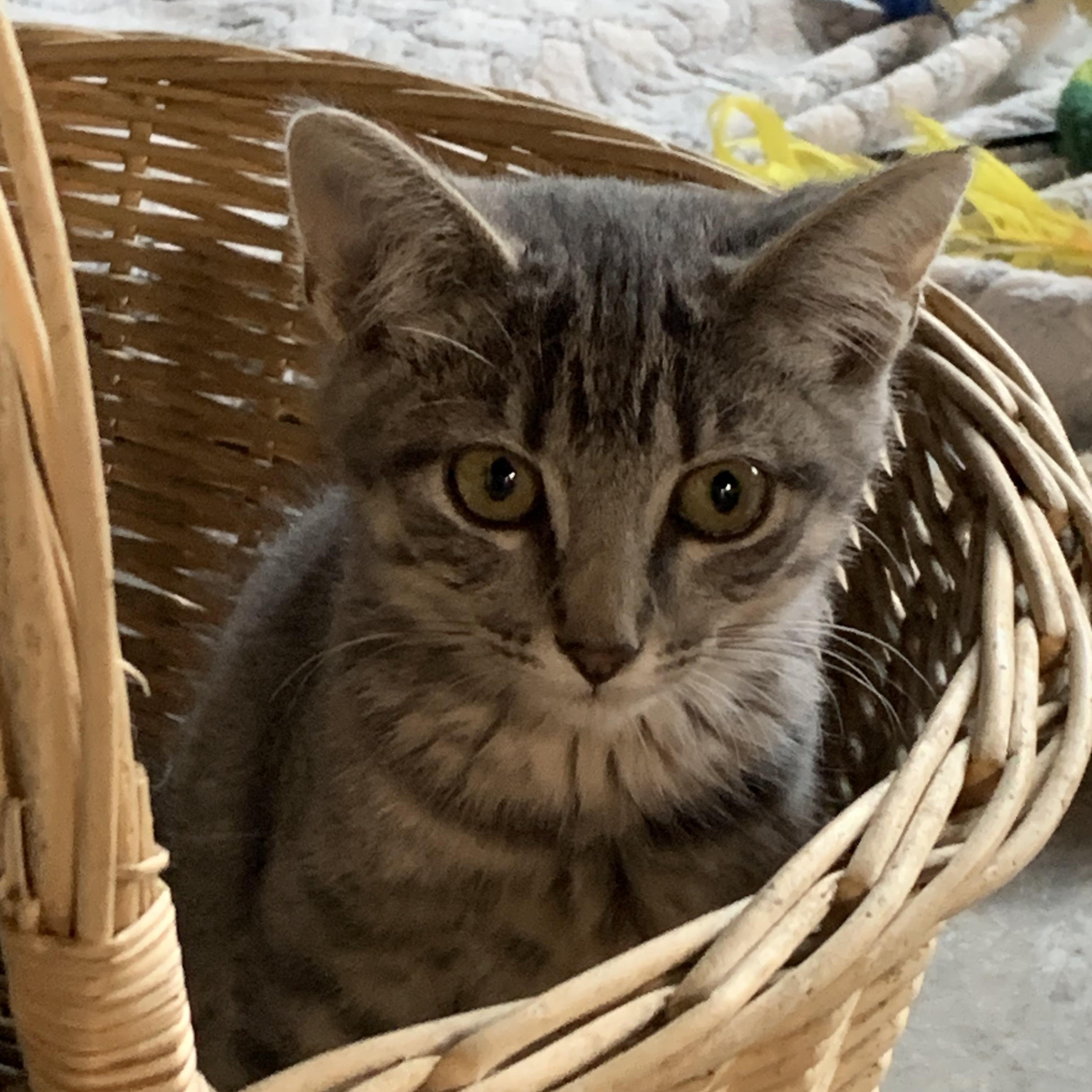 Enlarge Shady, a Adoptable Domestic Short Hair in Stockholm, WI image 6/6