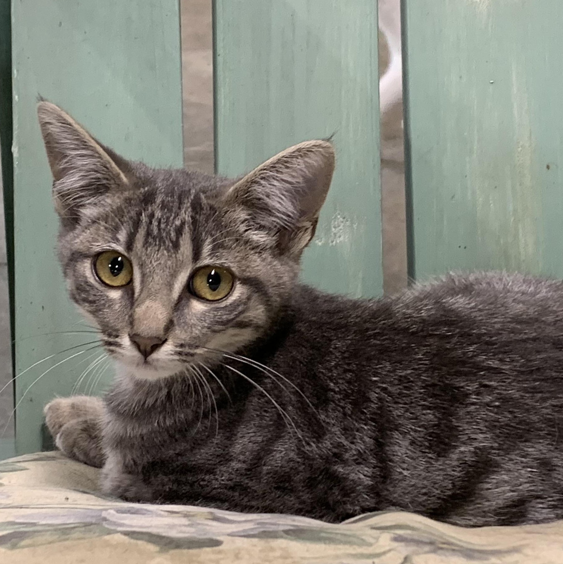 Enlarge Shady, a Adoptable Domestic Short Hair in Stockholm, WI image 3/6