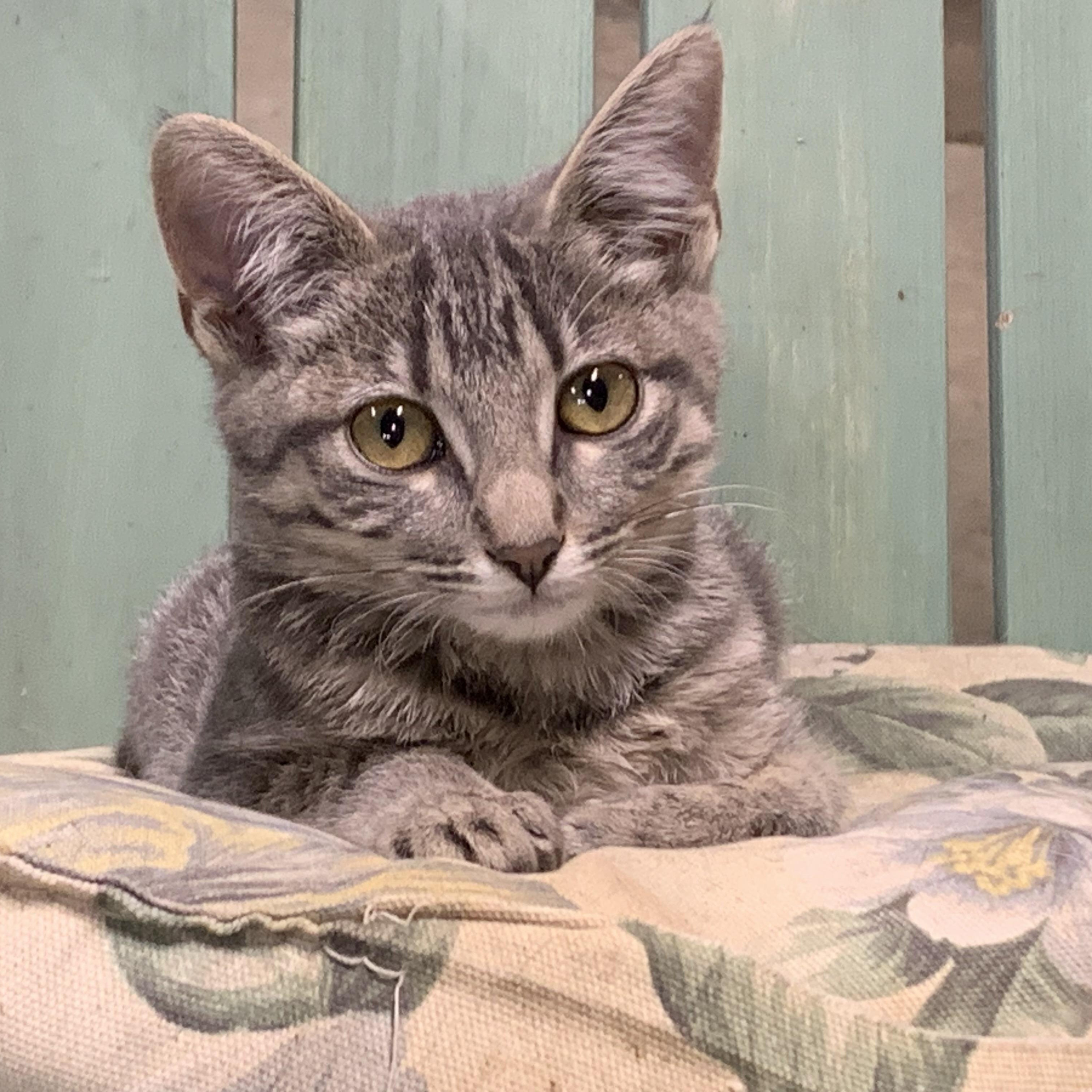 Enlarge Shady, a Adoptable Domestic Short Hair in Stockholm, WI image 1/6