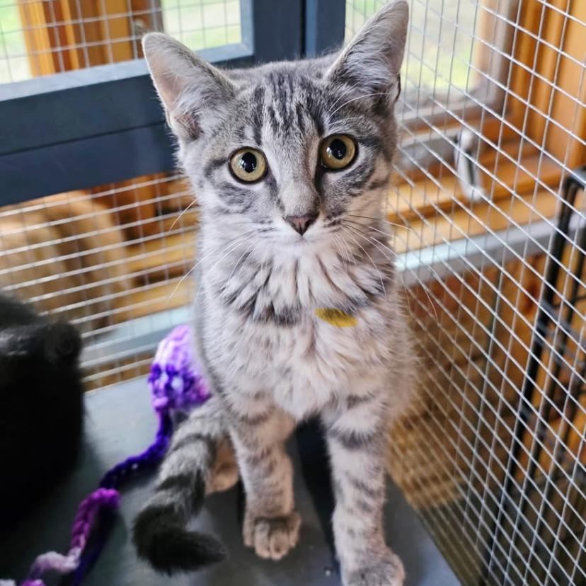 Enlarge Shady, a Adoptable Domestic Short Hair in Stockholm, WI image 4/6