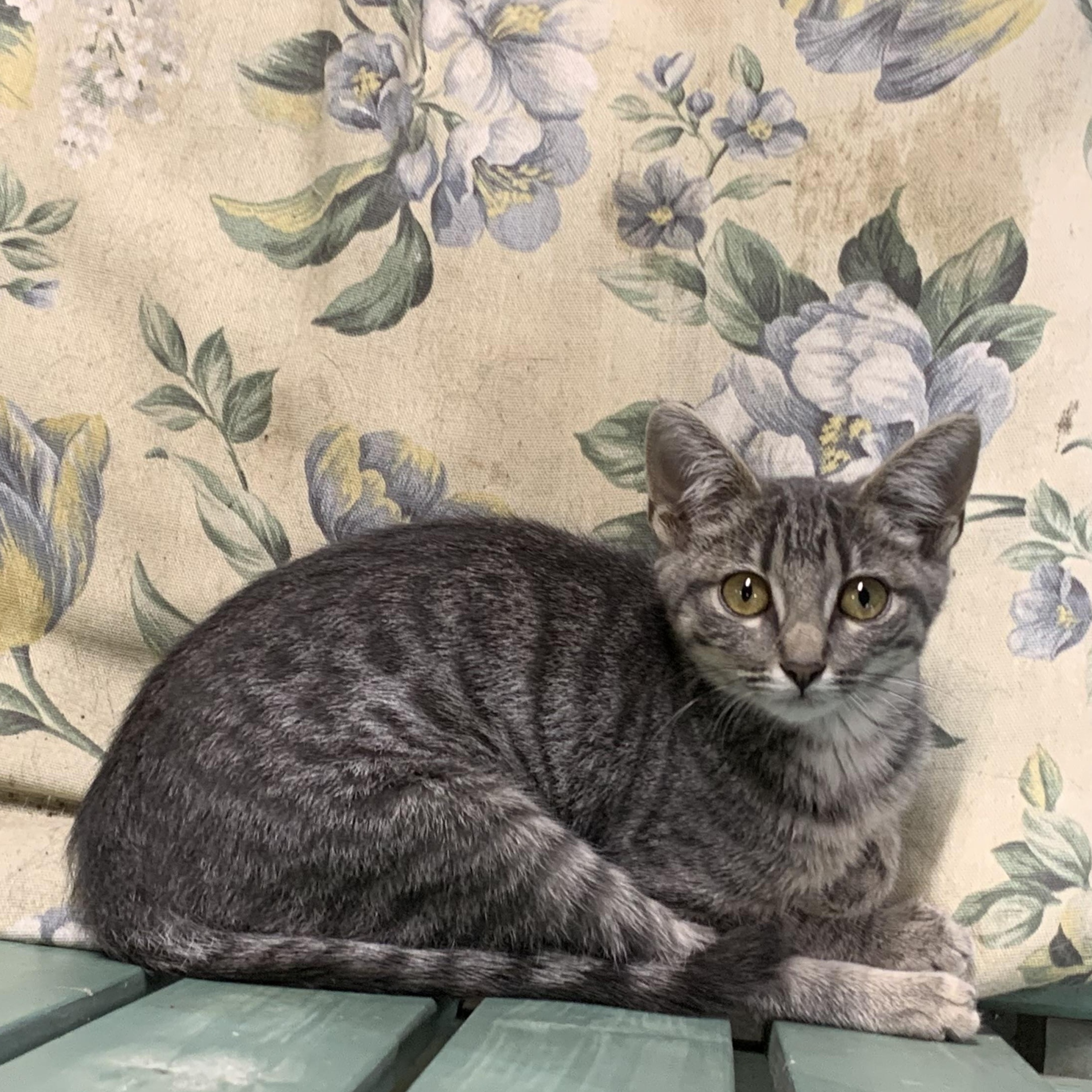 Enlarge Shady, a Adoptable Domestic Short Hair in Stockholm, WI image 2/6