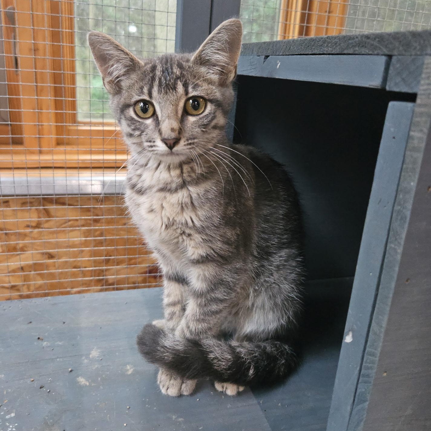 Enlarge Shady, a Adoptable Domestic Short Hair in Stockholm, WI image 5/6