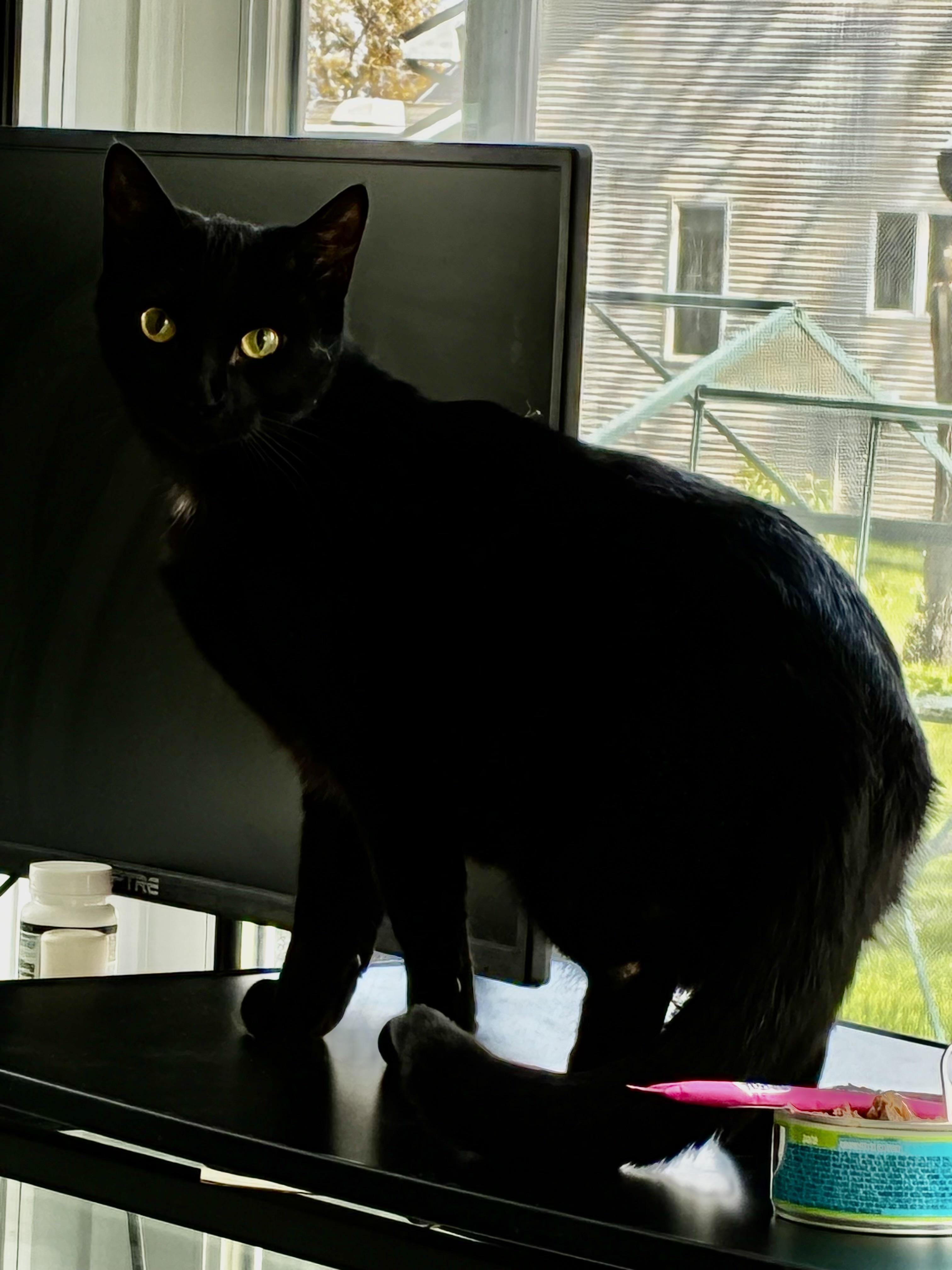 Enlarge Tag, a Adoptable Domestic Short Hair in Menasha, WI image 2/3
