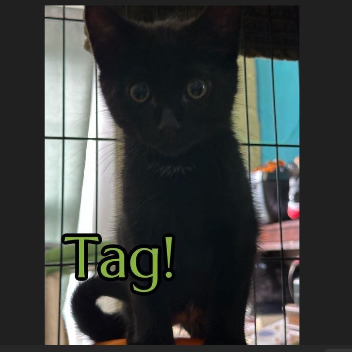 Tag, an adoptable Domestic Short Hair in Menasha, WI, 54952 | Photo Image 1