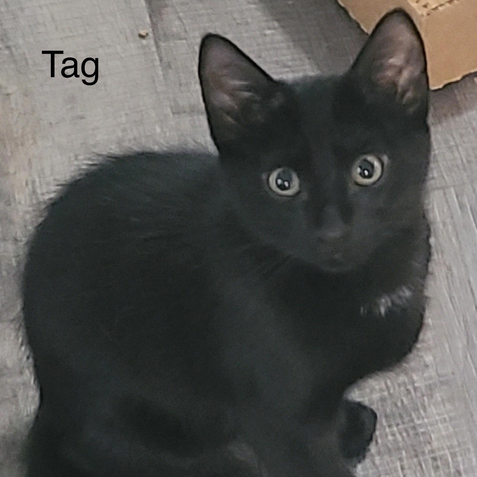 Tag, an adoptable Domestic Short Hair in Menasha, WI, 54952 | Photo Image 2