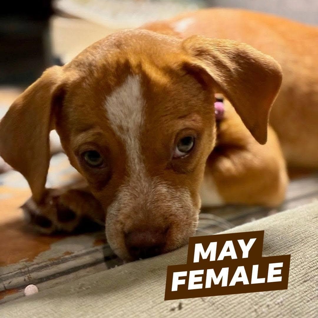 Enlarge May, a ADOPTABLE mixed breed in Myrtle Beach, SC image 1/1