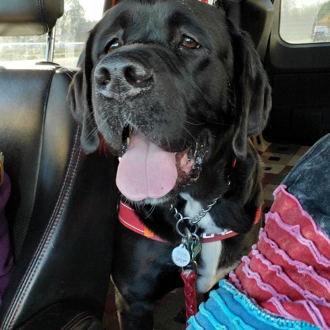 Bubbles, Adoptable, Adult Female Newfoundland Dog & Mastiff.