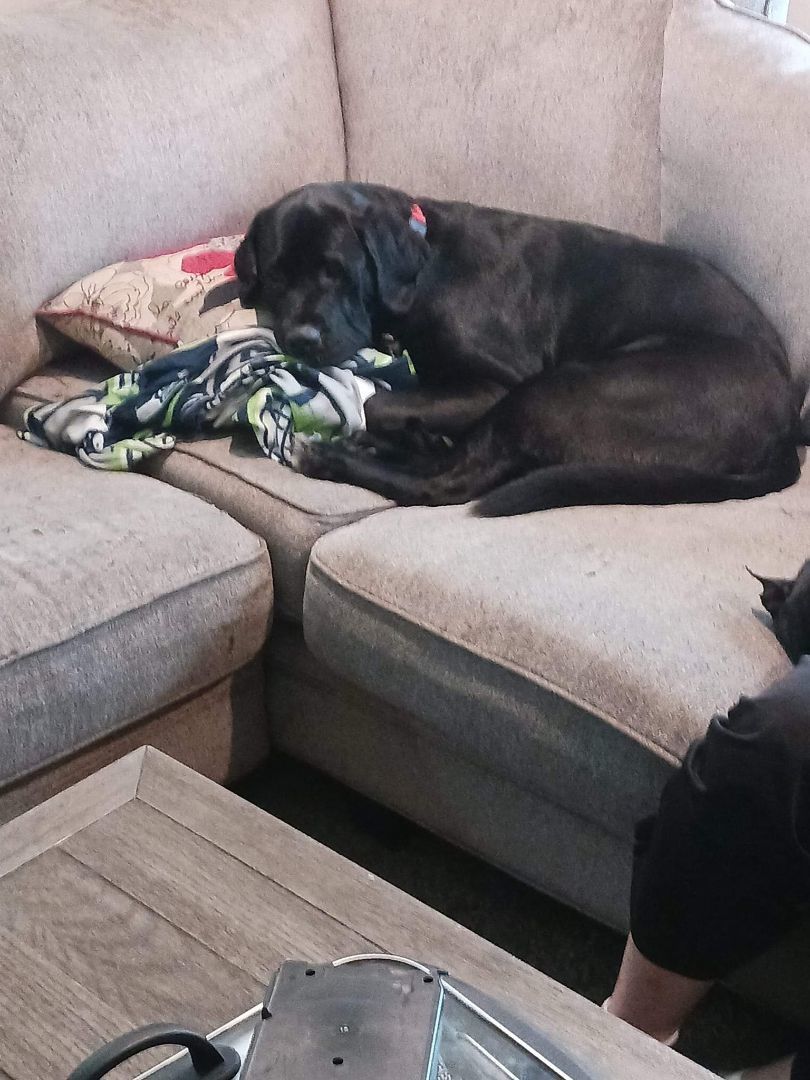 Bubbles, Adoptable, Adult Female Newfoundland Dog & Mastiff.