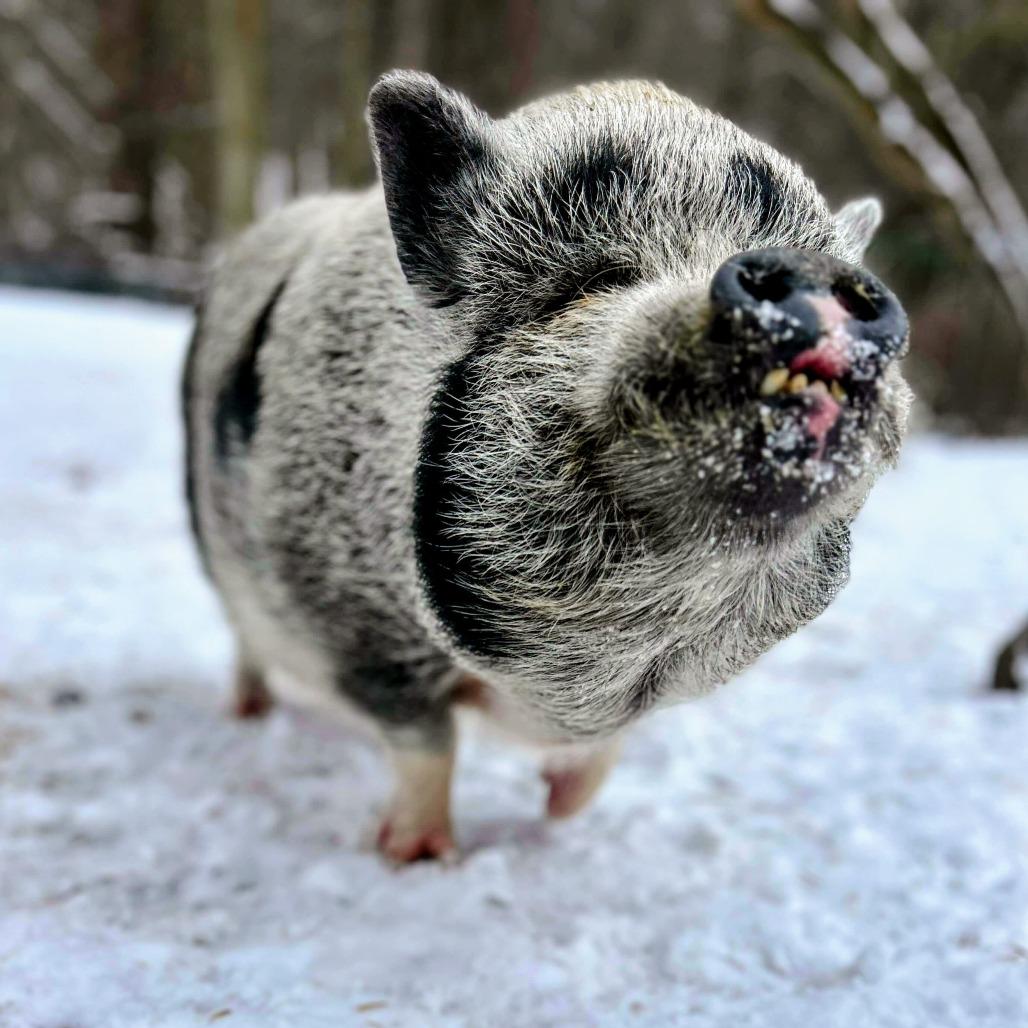 Adasha, Adoptable, Senior Female Vietnamese Pot Bellied.