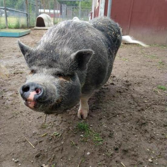 Adasha, a Adoptable Vietnamese Pot Bellied in Fairport, NY image 2/3