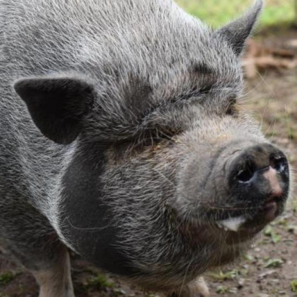 Adasha, a Adoptable Vietnamese Pot Bellied in Fairport, NY image 3/3