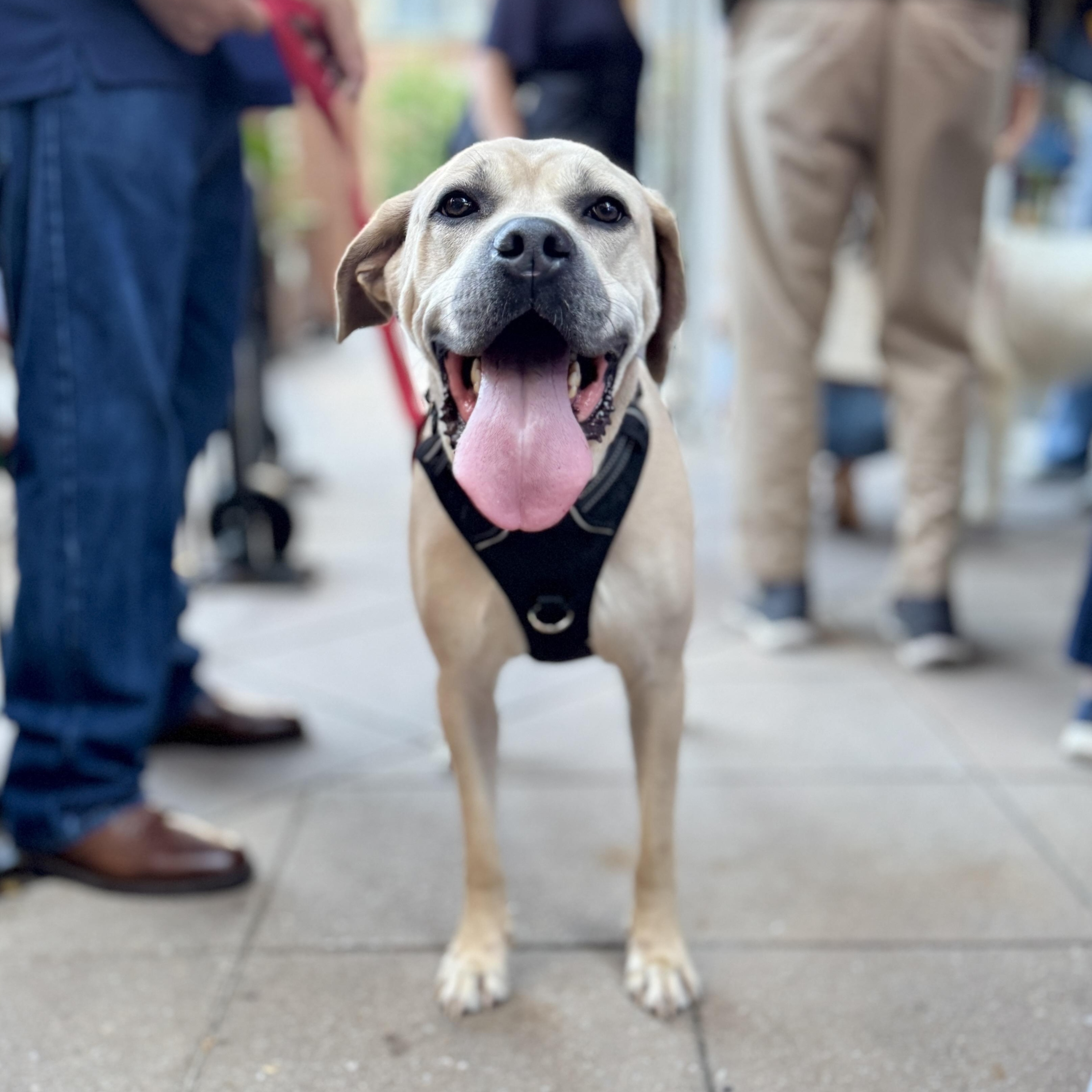 Enlarge Bary, a Adoptable mixed breed in Silver Spring, MD image 2/6