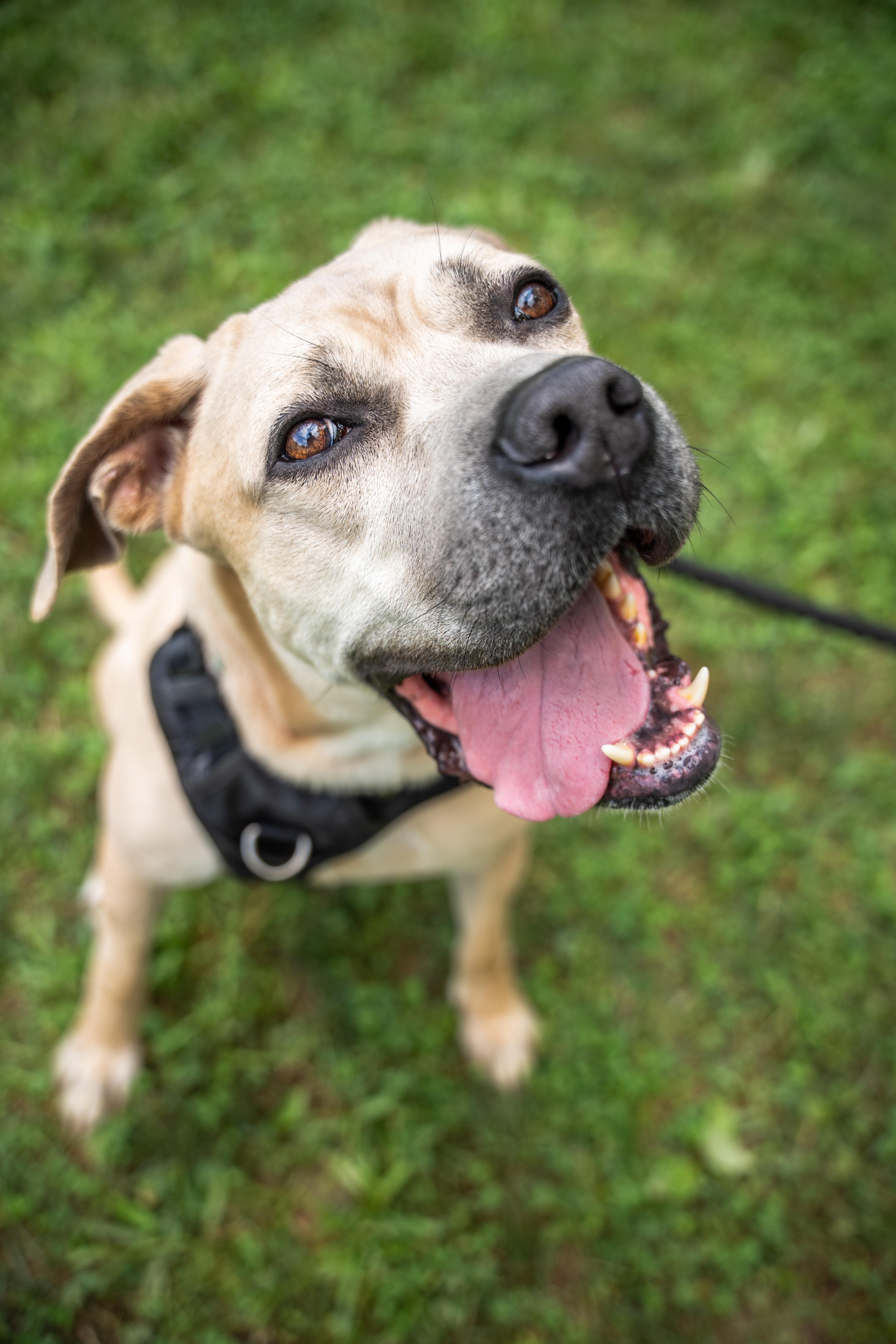 Enlarge Bary, a Adoptable mixed breed in Silver Spring, MD image 6/6