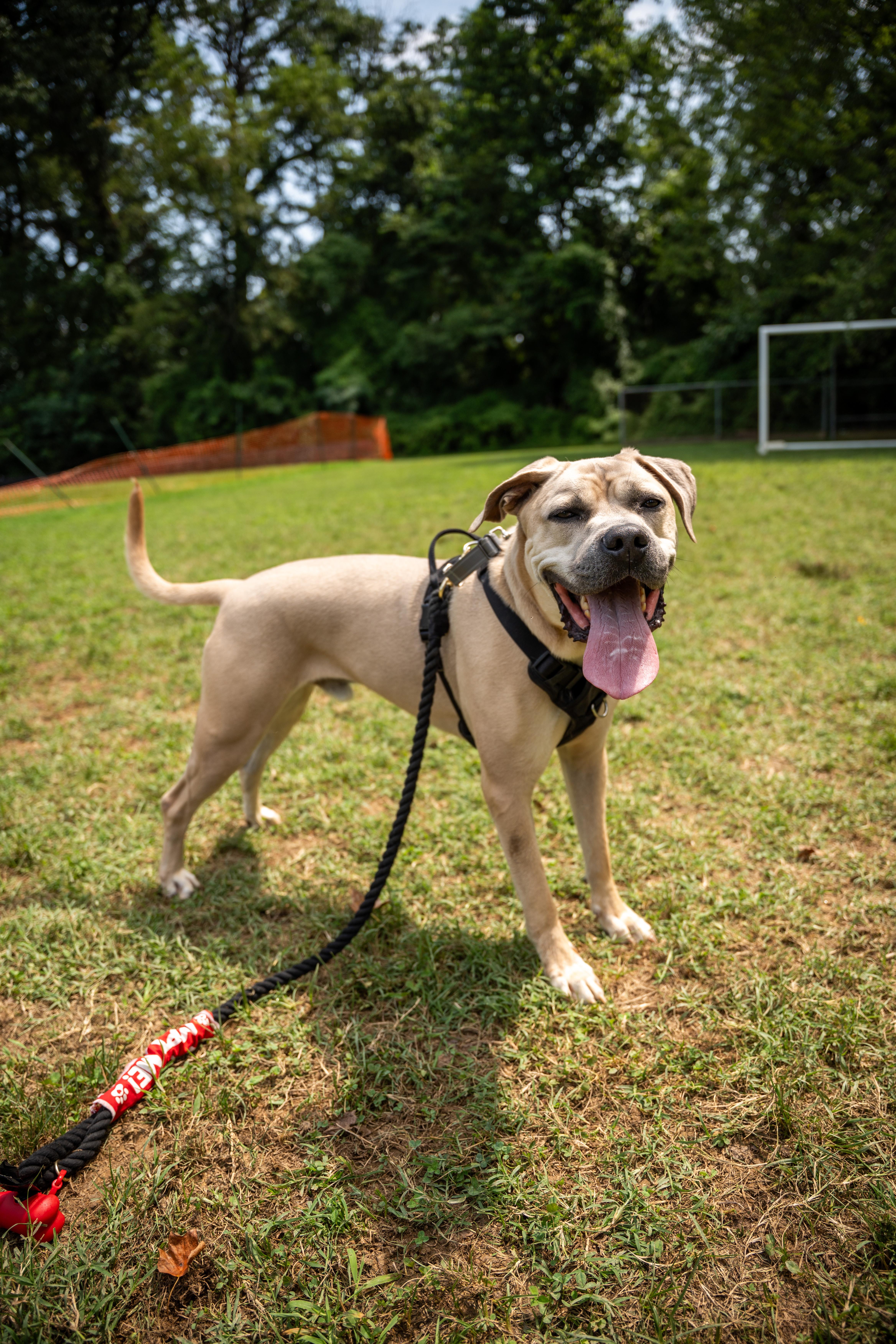 Enlarge Bary, a Adoptable mixed breed in Silver Spring, MD image 3/6