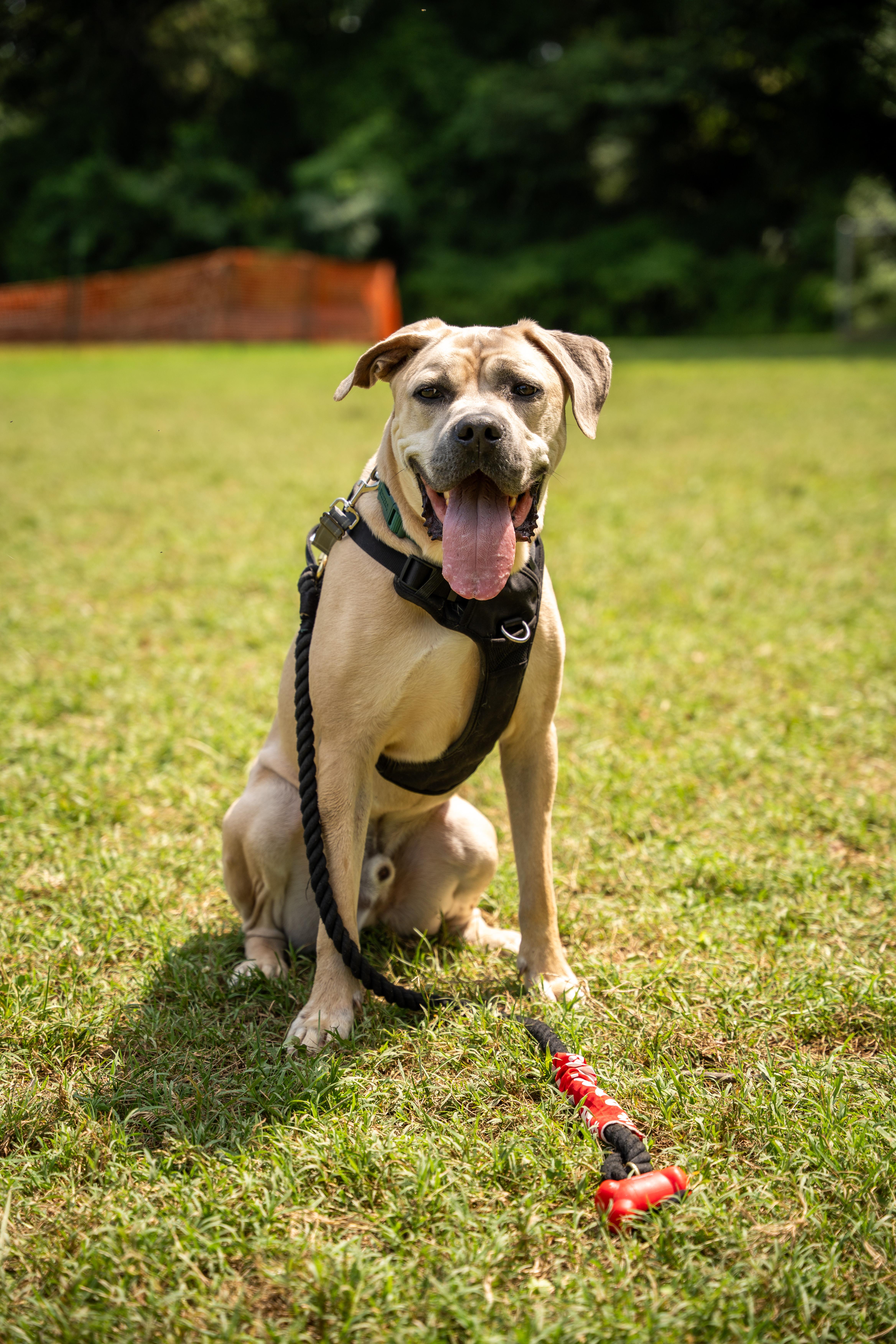 Enlarge Bary, a Adoptable mixed breed in Silver Spring, MD image 4/6