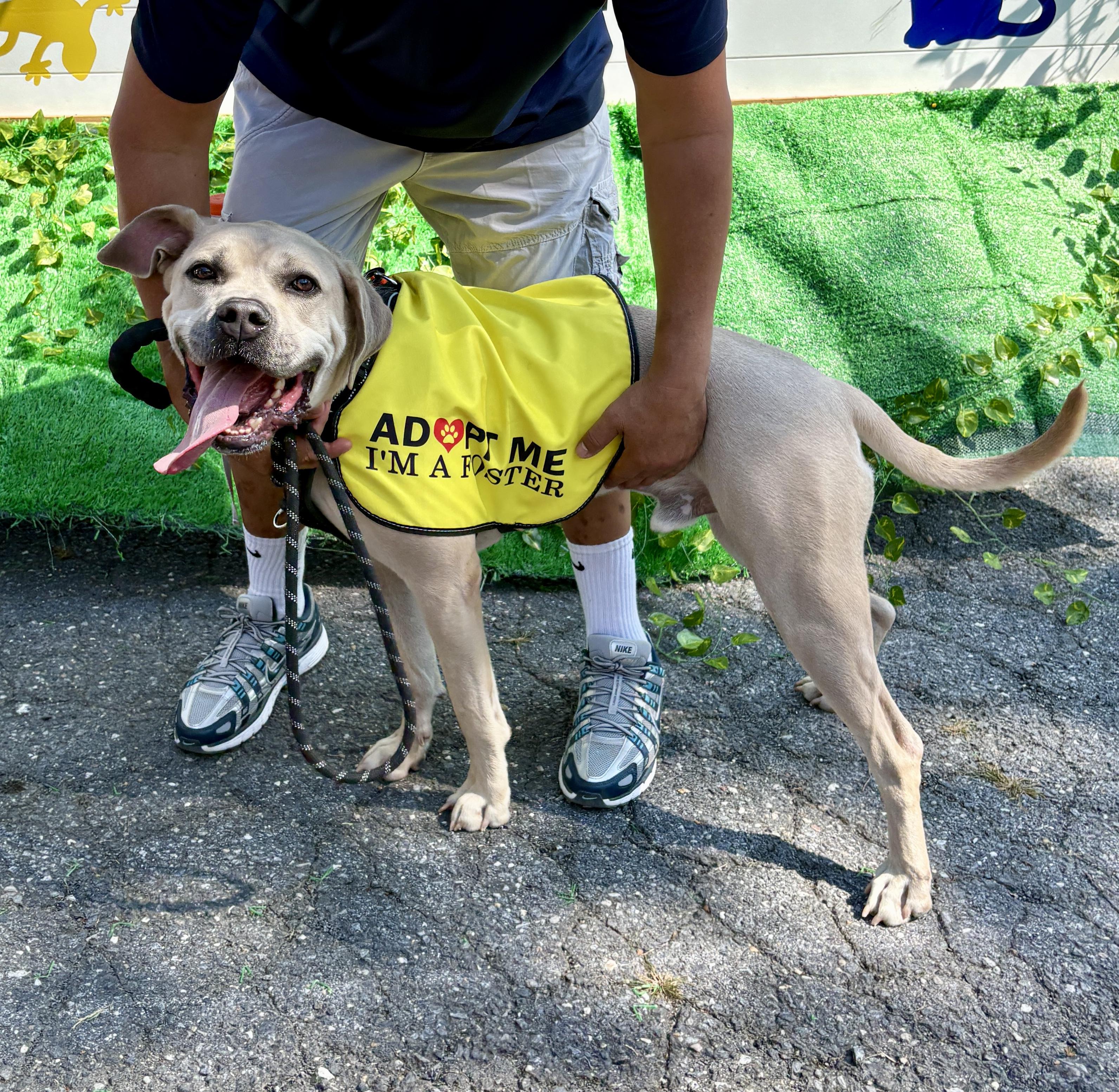 Bary, Adoptable, Young Male Cane Corso & Labrador Retriever.