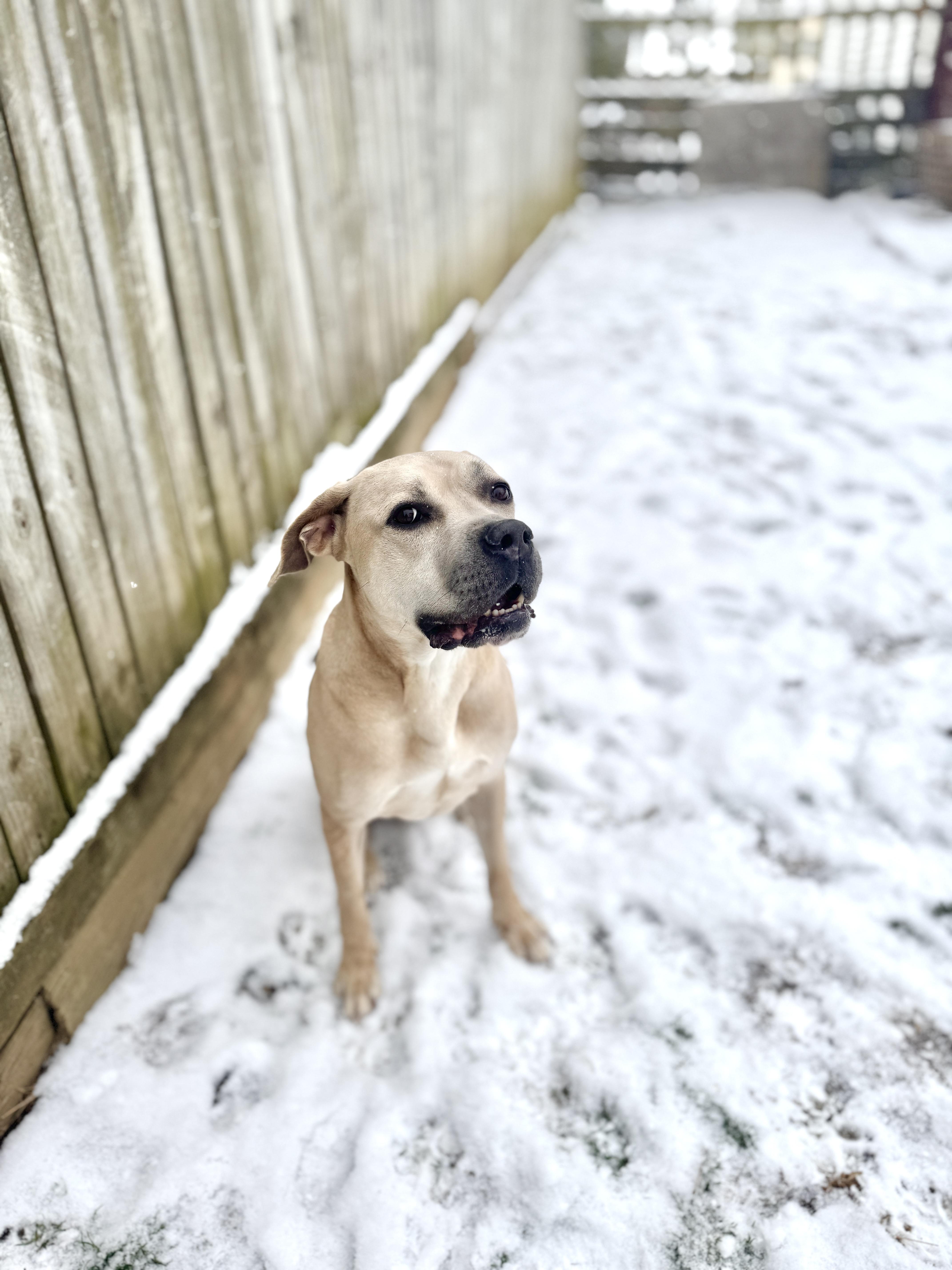 Enlarge Bary, a Adoptable mixed breed in Silver Spring, MD image 5/6