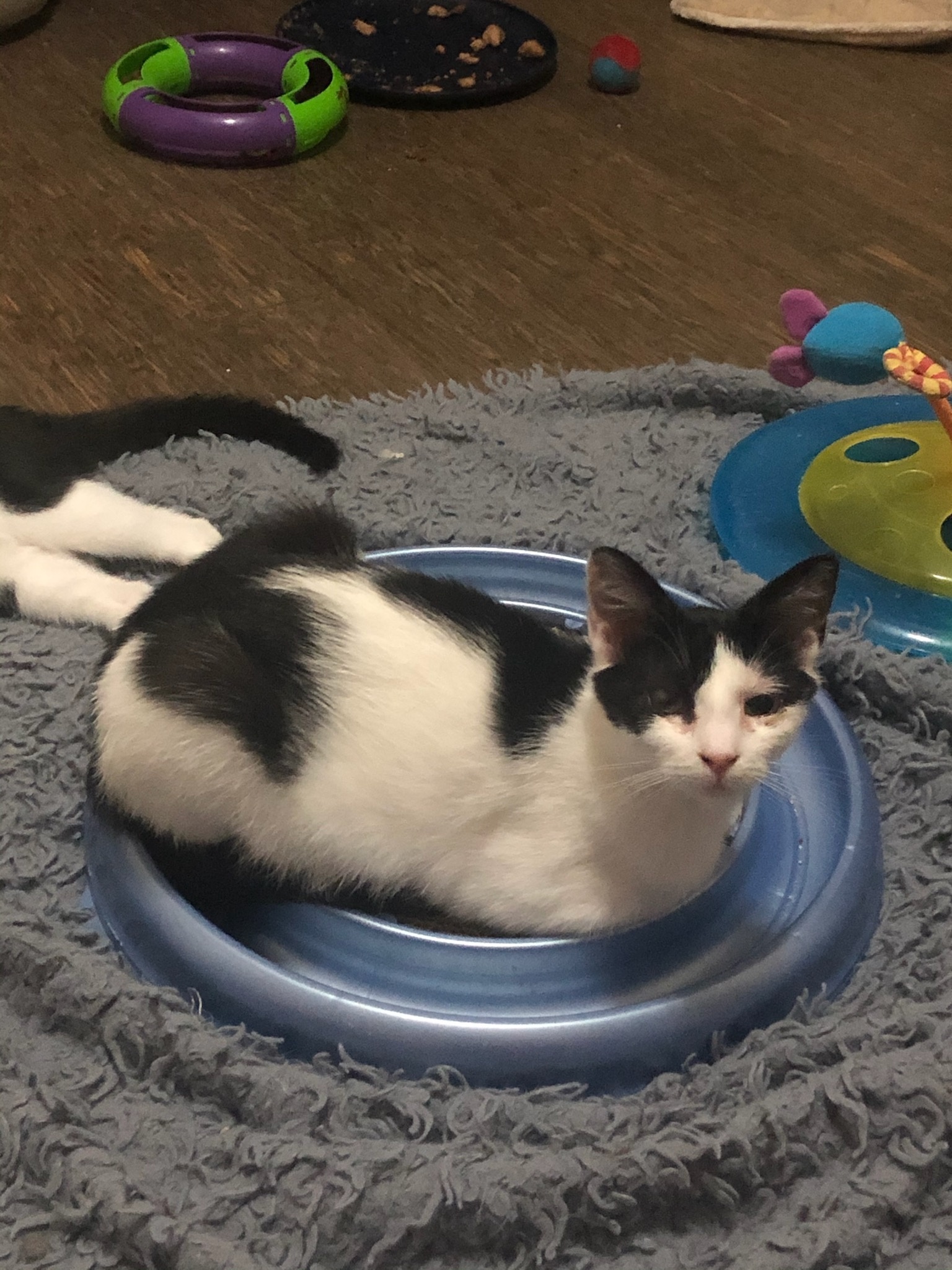 Enlarge Penelope, a Adoptable Domestic Short Hair in Sykesville, MD image 1/8