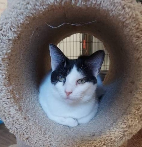 Enlarge Penelope, a Adoptable Domestic Short Hair in Sykesville, MD image 2/8