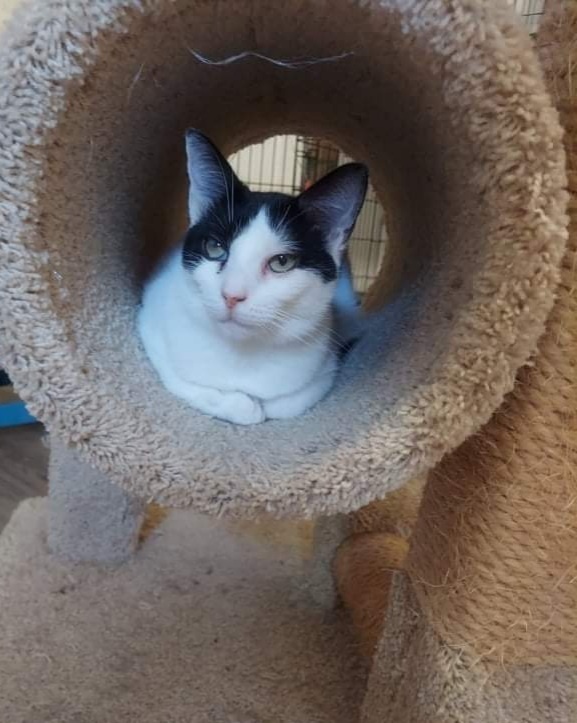 Enlarge Penelope, a Adoptable Domestic Short Hair in Sykesville, MD image 4/8