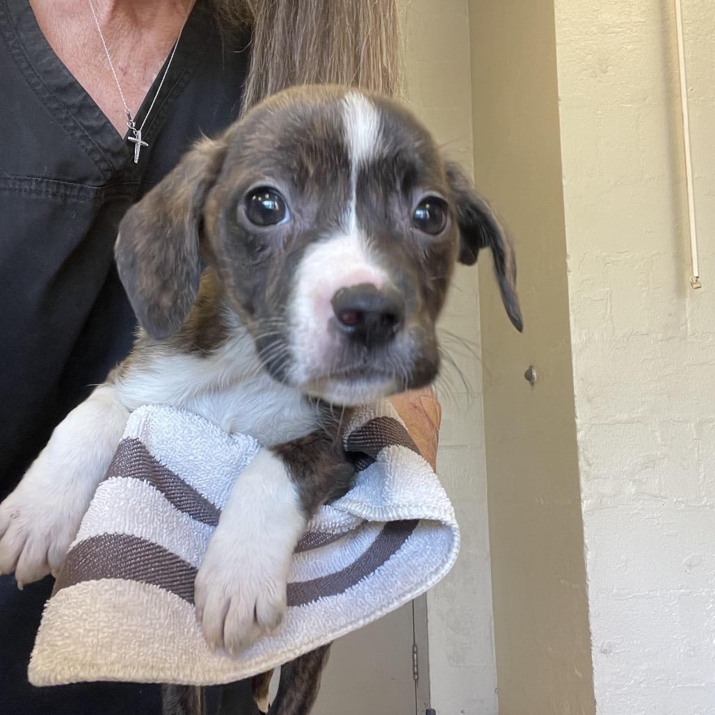 Scarlett, Adoptable, Young Female Terrier.