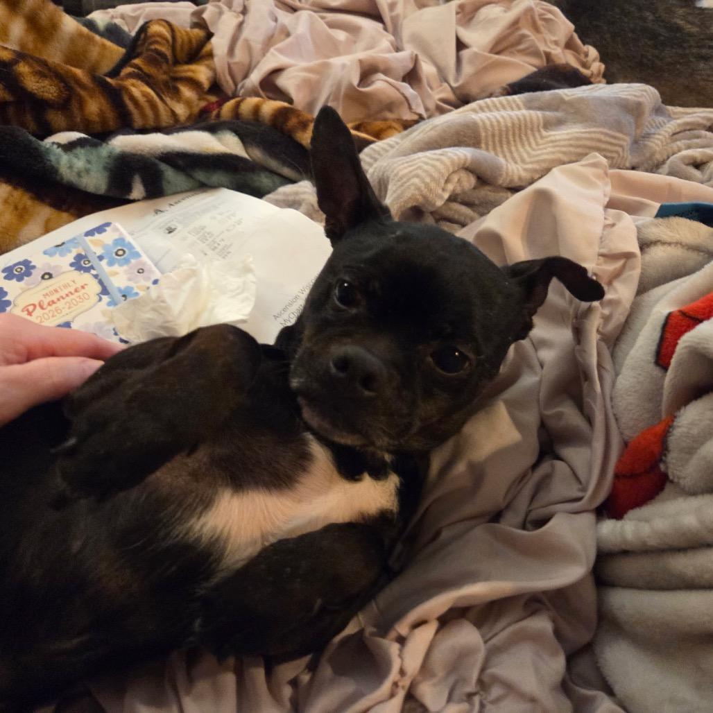 Enlarge Batman, a Adoptable mixed breed in Fond Du Lac, WI image 1/4