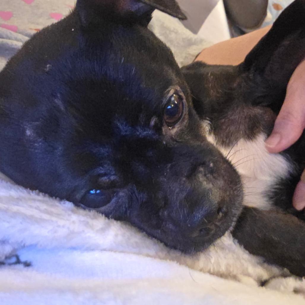 Enlarge Batman, a Adoptable mixed breed in Fond Du Lac, WI image 2/4