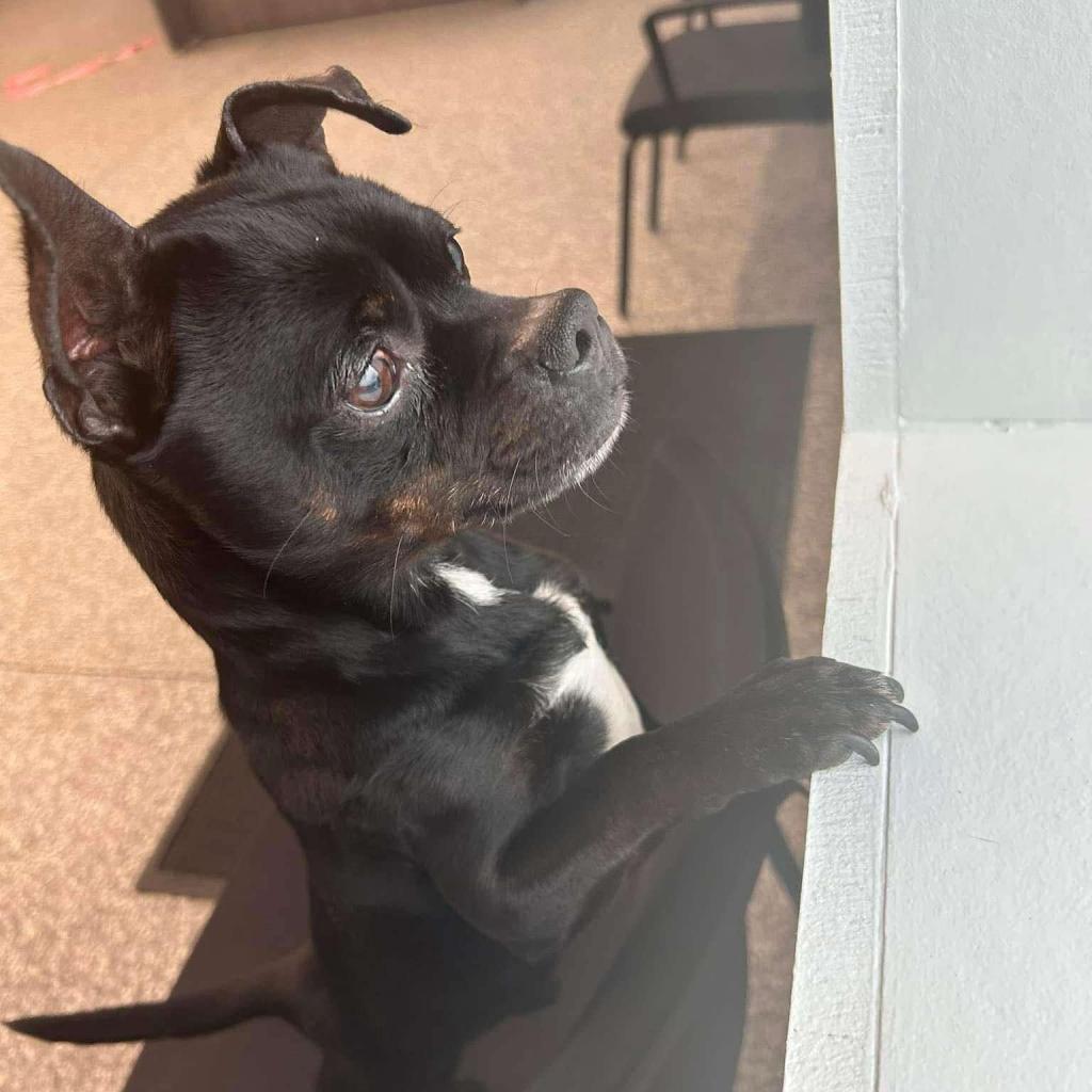 Enlarge Batman, a Adoptable mixed breed in Fond Du Lac, WI image 1/2