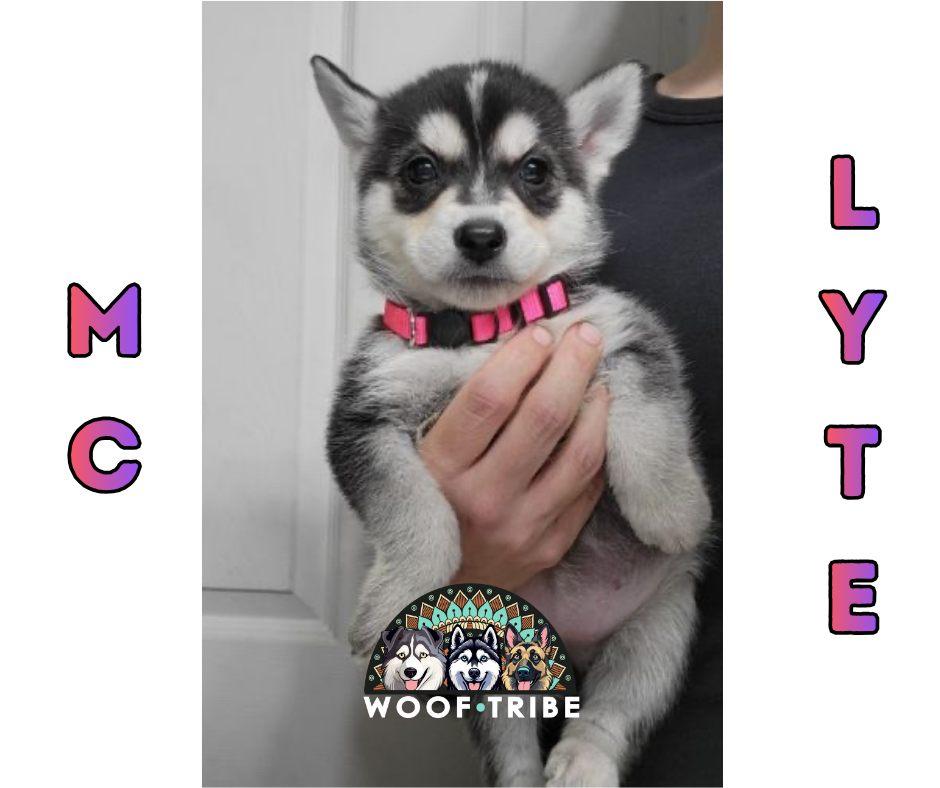 💗🎤 MC LYTE 🎤💗, ADOPTABLE, Puppy Female Siberian Husky.